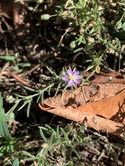 Spergularia rubra