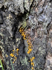 Dacrymycetaceae