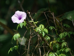 Ipomoea cairica