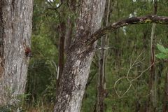 Angophora subvelutina