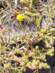 Acacia lycopodiifolia