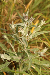 Centaurea nigra