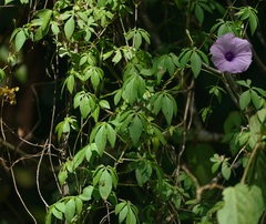 Ipomoea cairica