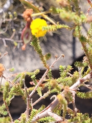 Acacia lycopodiifolia