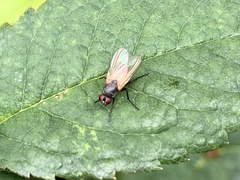 Thricops semicinereus