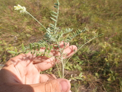 Oxytropis pilosa