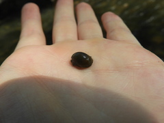 Theodoxus fluviatilis