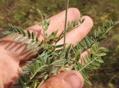 Oxytropis pilosa