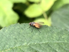 Thricops semicinereus