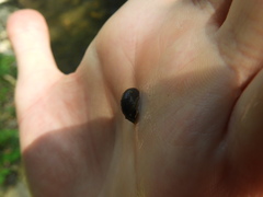 Theodoxus fluviatilis