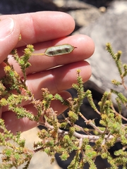 Acacia lycopodiifolia