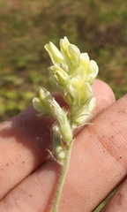 Oxytropis pilosa