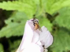 Thricops semicinereus