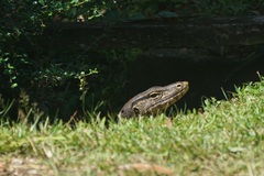 Varanus salvator macromaculatus