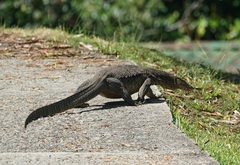 Varanus salvator macromaculatus