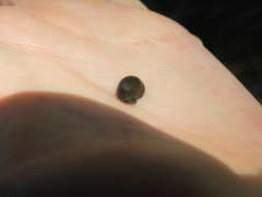 Theodoxus fluviatilis