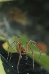Allagelena gracilens