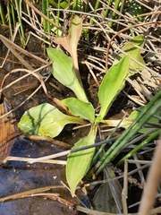 Plantago longissima
