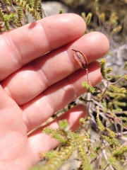 Acacia lycopodiifolia