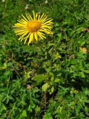 Pentanema orientale