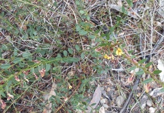 Bossiaea stephensonii