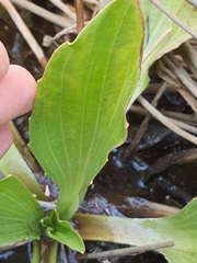 Plantago longissima