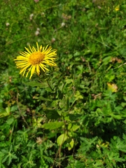 Pentanema orientale