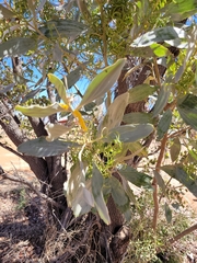 Acacia stipuligera