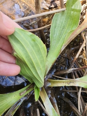 Plantago longissima