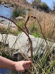 Plantago longissima