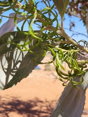 Acacia stipuligera