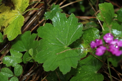 Hydrocotyle laxiflora