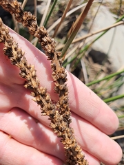 Plantago longissima