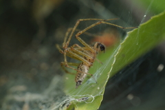 Allagelena gracilens