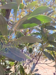 Acacia stipuligera