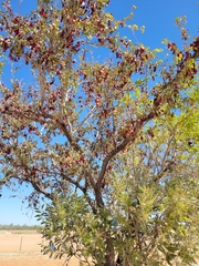 Lysiphyllum cunninghamii