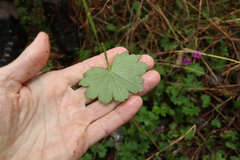 Hydrocotyle laxiflora