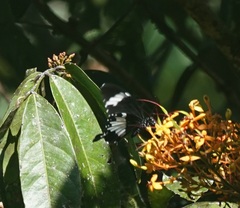 Papilio nephelus