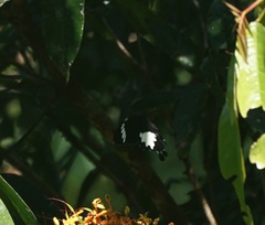 Papilio nephelus