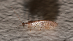 Micromus tasmaniae