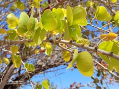 Lysiphyllum cunninghamii