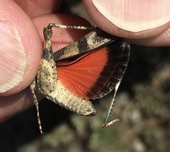Oedipoda germanica