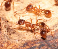 Myrmica rubra