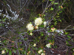 Phebalium squamulosum