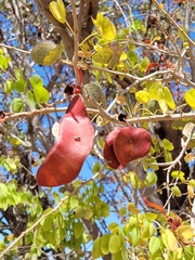 Lysiphyllum cunninghamii