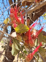 Lysiphyllum cunninghamii