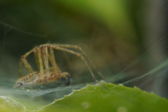 Allagelena gracilens