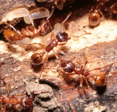 Myrmica rubra