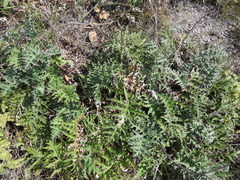 Echinops ritro ruthenicus