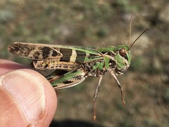Oedaleus decorus